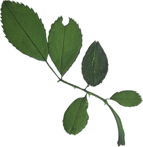 Dried and Pressed Leaves