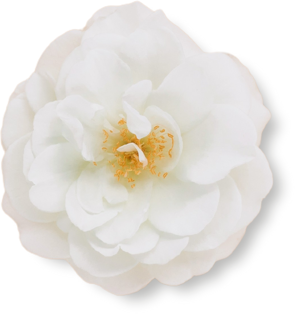 Isolated White Flower on White