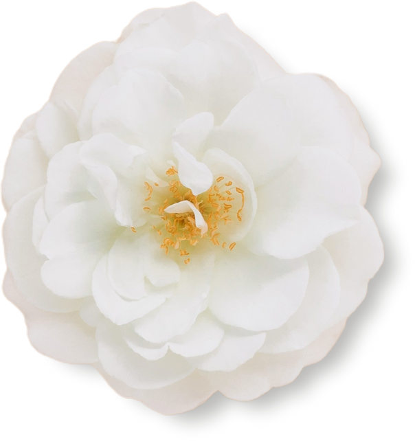 Isolated White Flower on White