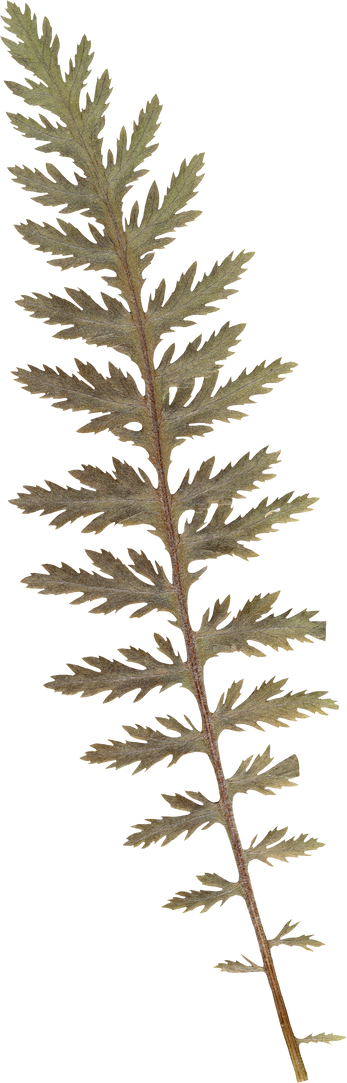 Pressed dry Fern leaf