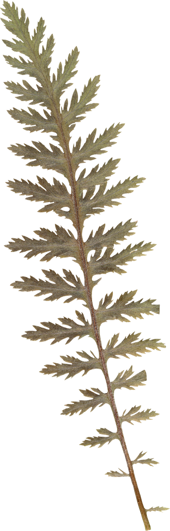 Pressed dry Fern leaf