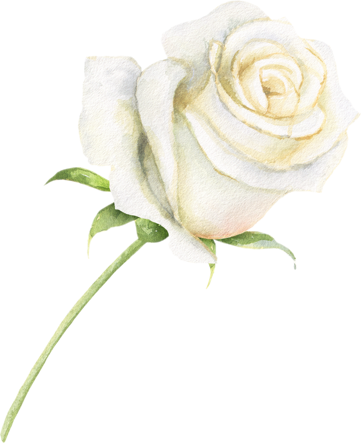 Watercolor White Rose