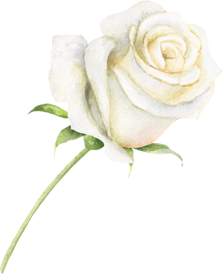 Watercolor White Rose