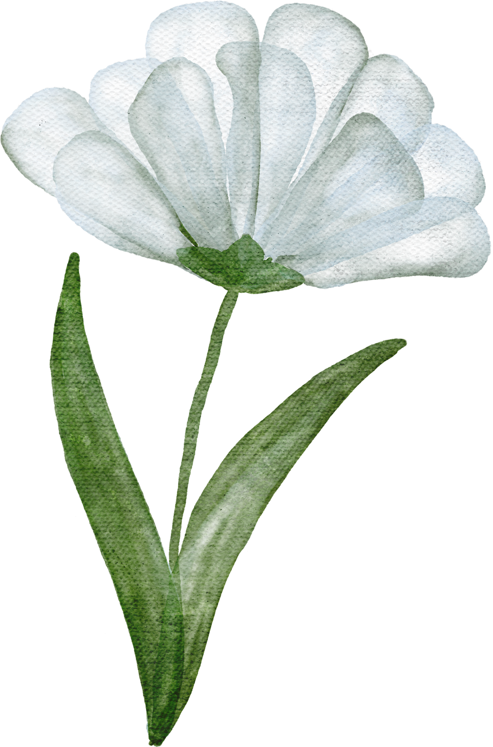 White Flower