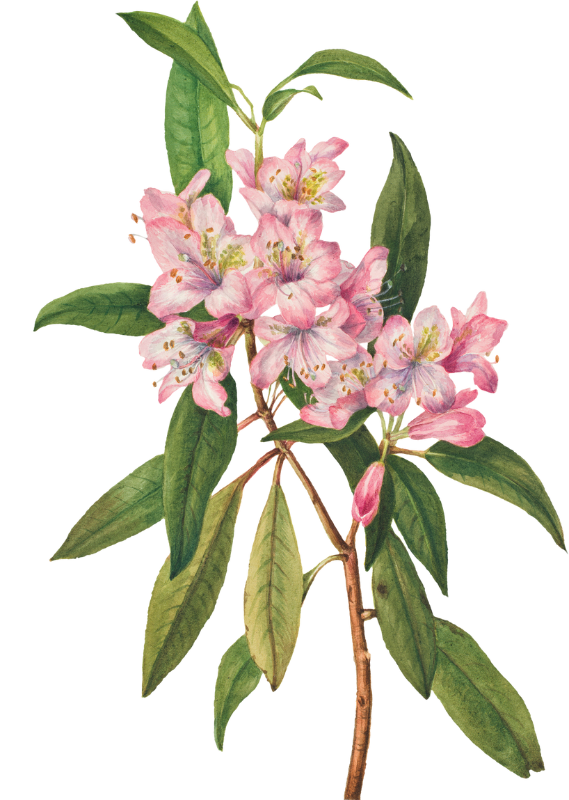 Summer Flower Rose-Bay Rhododendron Png Illustration