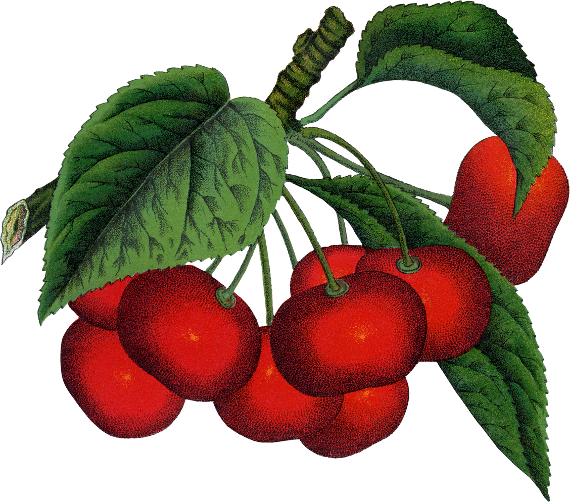Cherry Png Sticker, Vintage Fruit Illustration, Transparent Background