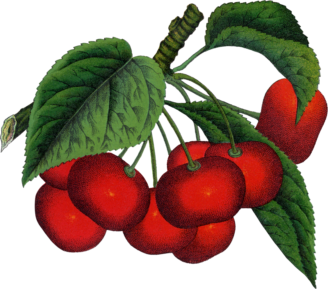 Cherry Png Sticker, Vintage Fruit Illustration, Transparent Background